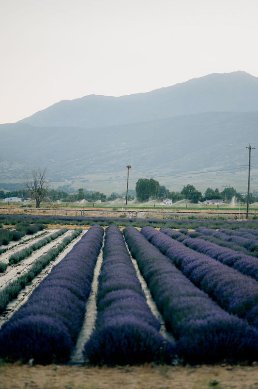 Blue Canyon Farm Tours